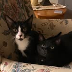 Charles and Minerva - @charlesnminerva - Instagram