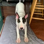 Charles “Charlie” Xavier Moser - @charles_xavier_bullterrier - Instagram
