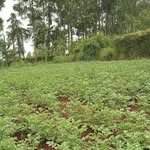 Charles Ngetich - @charles.ngetich.169 - Instagram