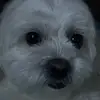 charlesnicklesmith - @charlesnicklesmith - TikTok