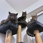 Charles & Obi & Felice - @charles__obi_felice - Instagram