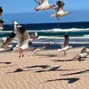 Charles Peng - @charles.peng7 - TikTok