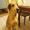 CharlesPong - @charlespeng17 - TikTok