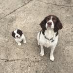 Charlie and Pippin - @charlesthespringerspaniel - Instagram