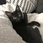 Dr. Charles Walter Pippin - @pipbeatfip - Instagram