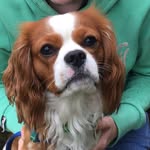 Pippin - @pippinthecavalierkingcharles - Instagram