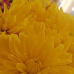 Charles Potter - @dem_petals_and_buds - Instagram