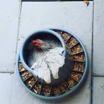 Charles_poulet🐔 - @charles_poulet - Instagram