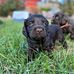 Adorable Cavalier king Charles spaniel puppies for re-home/adopt near me - Facebook
