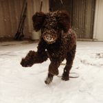 Charles Xavier Riddle - @sir_curly_boi - Instagram