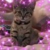 chunky - @davidcharlesrodwell - TikTok