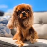 LALA Cavalier King Charles Spaniel Ruby - @cavalier.ruby.lala - Instagram