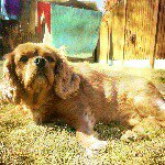 Ruby - @cav_king_charles_ruby - Instagram