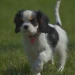 Ruby❤️ - @ruby_king_charles - Instagram