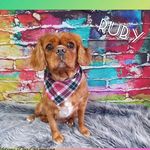 Ruby the King Charles Cavalier - @king_charles_ruby - Instagram