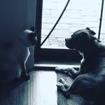Charles Sansone - @azlucky1 - Instagram