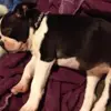 Charlie Schimpf - @charlieschimpf - TikTok