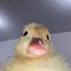 Charles j posilero - @charles.j.posiler - TikTok
