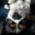 King_Charles_Skipper🐶🦄 - @king_charles_skipper - Instagram
