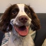 Charlie The Springer 🐾 - @charlie.charles.springer - Instagram