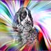 Vom King-Charles English Springer Spaniels  - Facebook