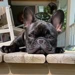 charles tucker stanek - @tuckerdafrenchie - Instagram