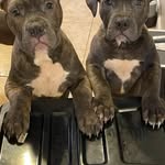 Charles Starks - @charlesstarks666 - Instagram