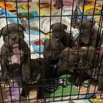 Charles Starks - @house_american_bullies_ - Instagram