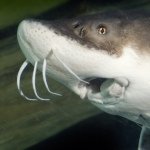 Charles Haddon Sturgeon - @charlessturgeon - Instagram