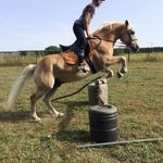 🎅🏼 Charles & Sultan 🐴 - @sultan.mon.precieux - Instagram