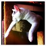 Charles Tidwell - @chopsrr - Instagram