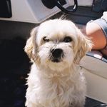 Charles Upton - @charles_upton_doggo - Instagram