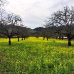 Charles Upton - @mrfogfarm - Instagram