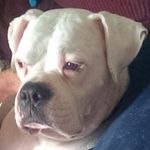 Charles Vinson - @charles.vinson.16 - Instagram