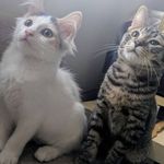 Charles Weeks - @charlesweeks8 - Instagram