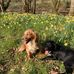 Charlie Westcott - Facebook