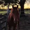 Charles Whidden - @charles.whidden7 - TikTok