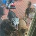 Charles Whigham - Facebook