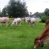 charleswilkes16 - @charleswilkes16 - TikTok