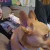 charleswiltontyra - @charleswiltontyra - TikTok