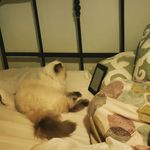 Charles Wiseman - @suchawiseman - Instagram