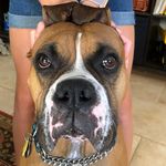 Charlie Yeomans - @cha_cha_doggo - Instagram