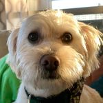 Charlie Yeomans - @charlietheboop - Instagram