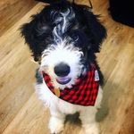 Charleston "Charlie"  Smith - @charleston_doodle - Instagram