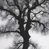 Gabriel Charlette - @gabriel.charlette - TikTok