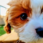 Charley Bear Allen - @curiouscharleythecavapoo - Instagram