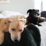 Charley & Lily Pad & Honey Bee - @charleylilyandhoney - Instagram