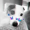 Charley the Jack-A-Bee - @charleythejackabee - TikTok