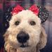 Miss. Charley Bee - Facebook
