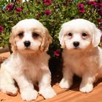 Charley & Harper - @charleyharpercavachon - Instagram